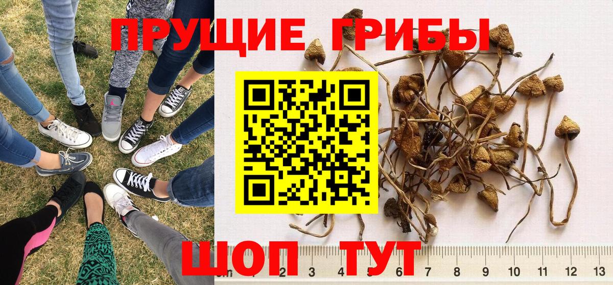 Галлюциногенные грибы Magic Shrooms  Вход с VPN  цена   Ижевск 